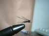 PHEASANT TAIL NYMPH