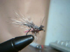 ELKHAIR CADDIS
