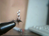 MOSQUTIO